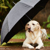 A sad looking Labrador laying under an umbrella