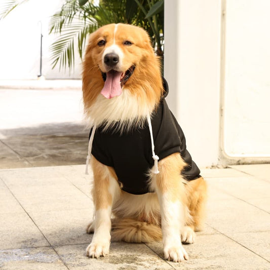 A dog wearing a Black Extra Warm Fleece Dog Hoodie