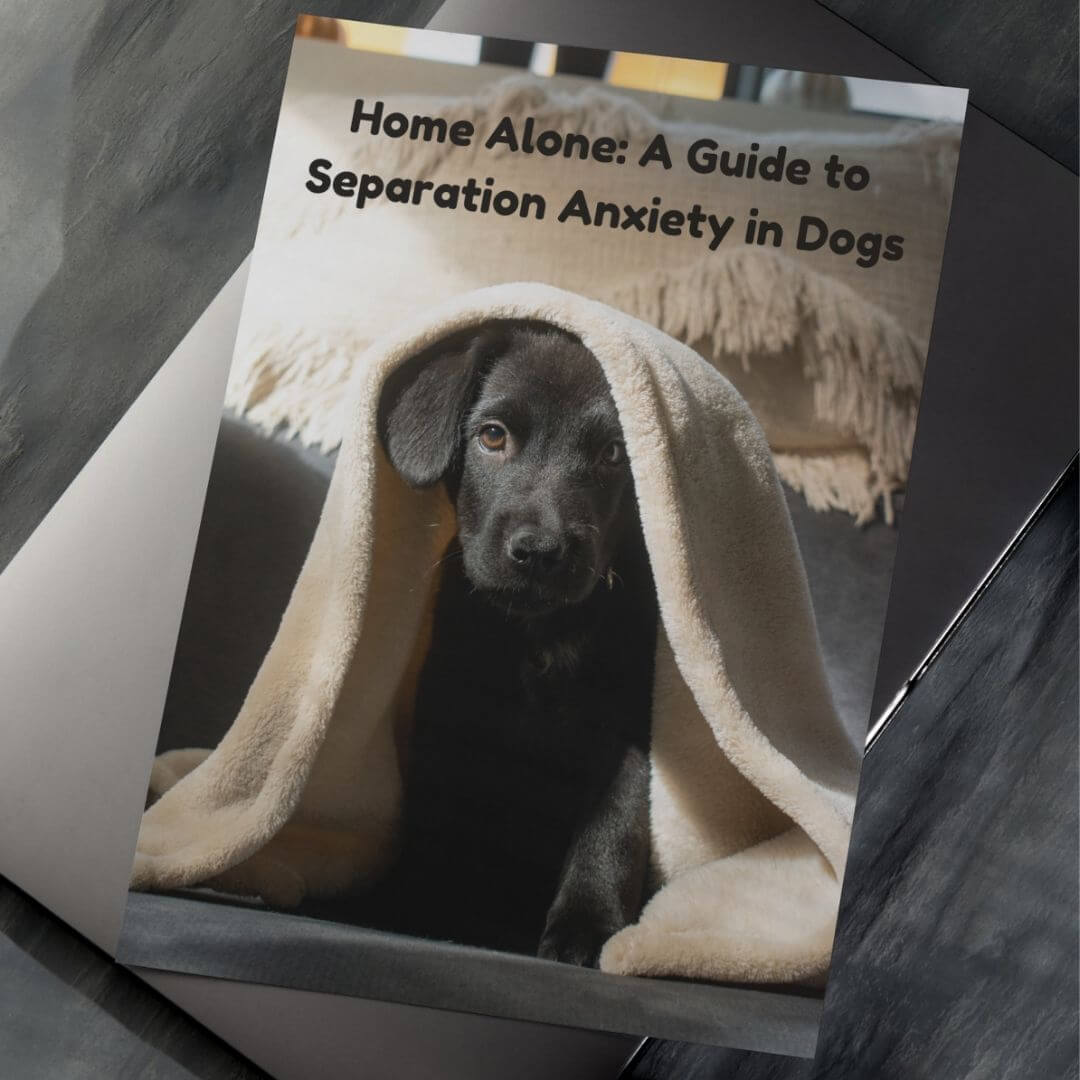 Home Alone: A Guide to Separation Anxiety in Dogs
