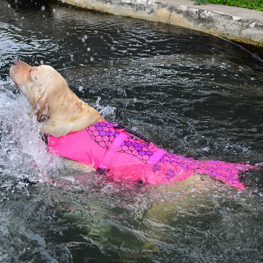 A Labrador swimming with the Mermaid Dog Life Jacket