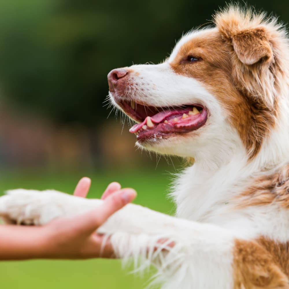 An Australian Shepherd giving paw