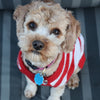A Cockapoo looking into the camera wearing an adorable white and red stripped shirt