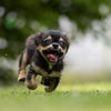 A Chihuahua running on grass