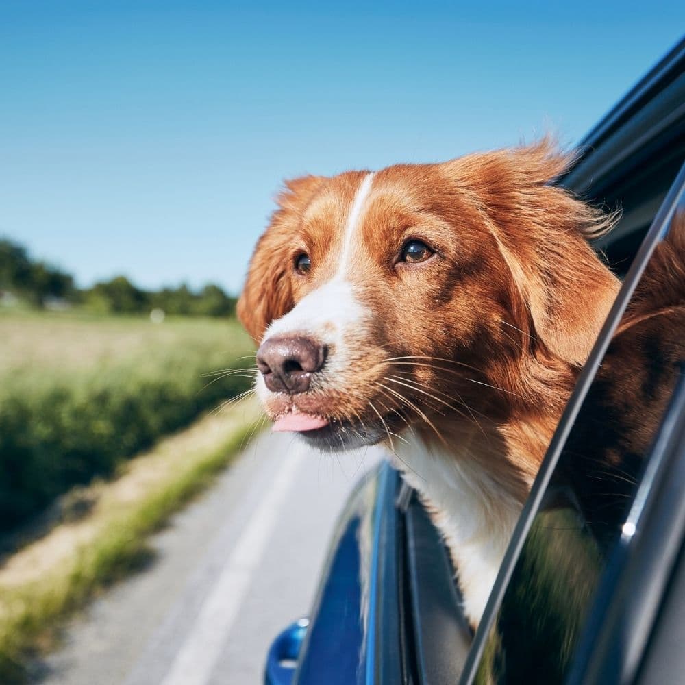 Duck Tolling Retriever looking out of car window