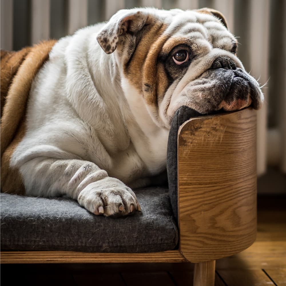 An English Bulldog resting on a small couch