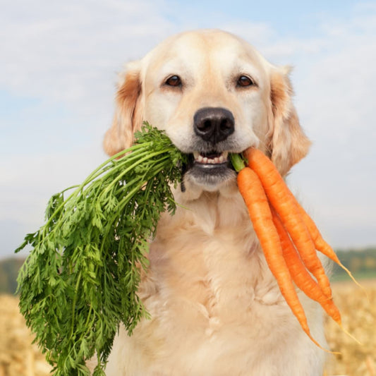 A Golden Retriever sitting in a field holding a carrots in its mouth