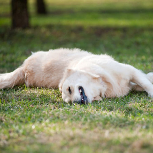 A Golden Retriever rolling in grass