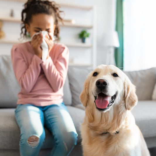 A Golden Retriever sitting in front a sneezing person