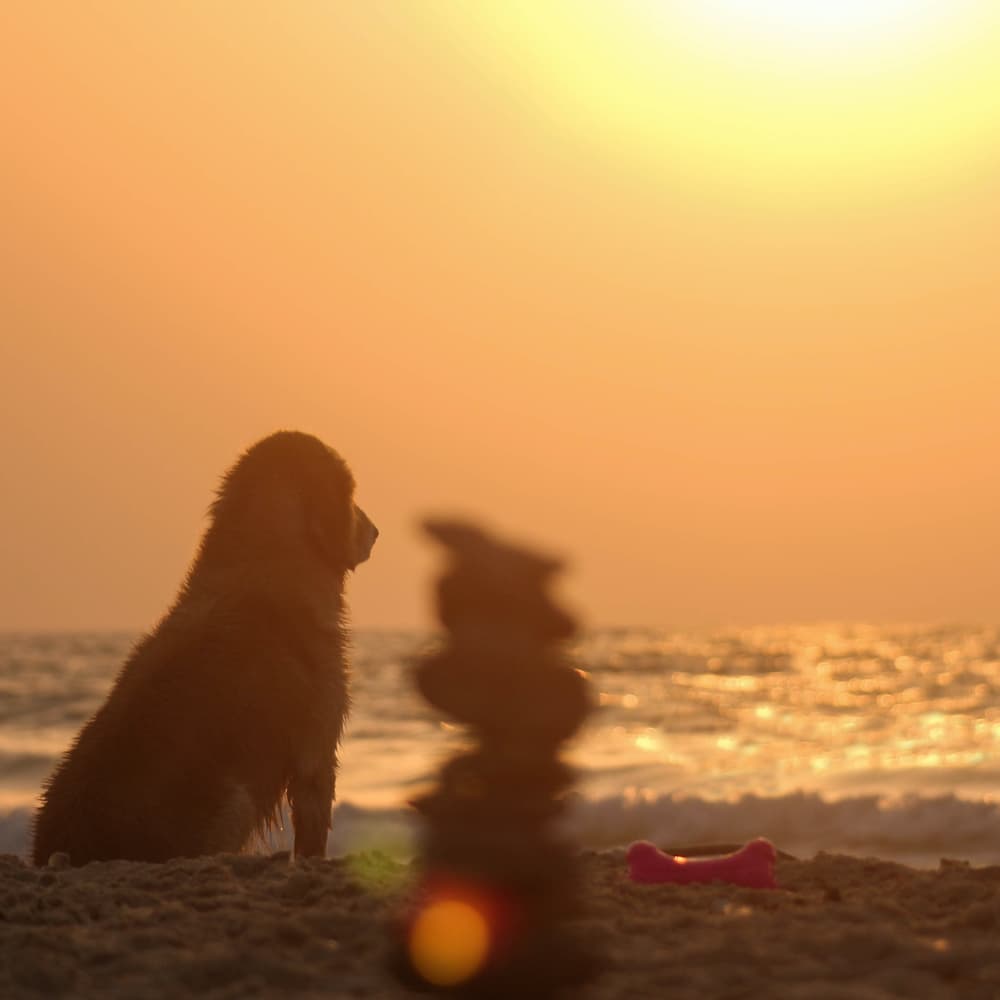 A Golden Retriever sitting on a beach looking at the sunset