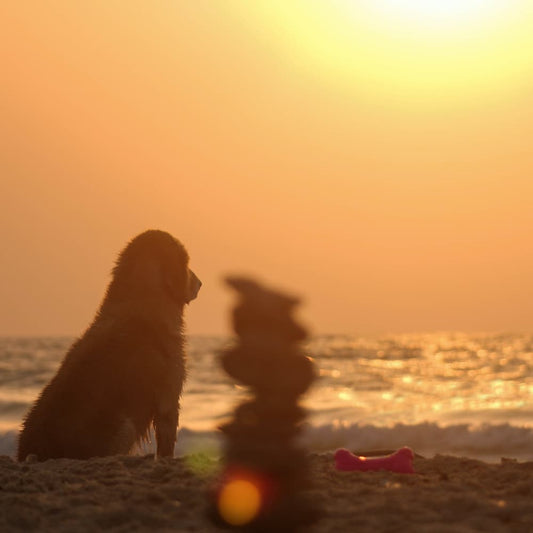 A Golden Retriever sitting on a beach looking at the sunset