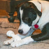 A Pointer laying on the floor holding a rawhide bone in its paws