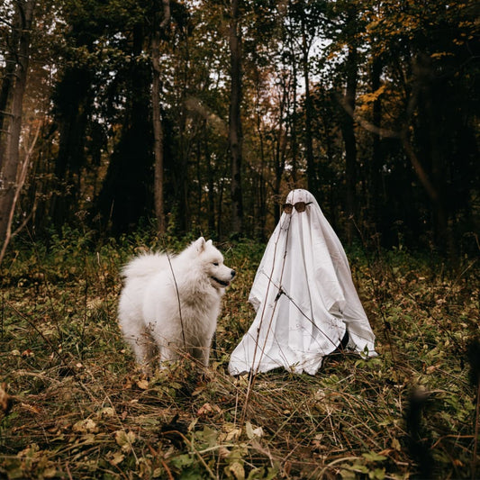 A Samoyed standing in a forest next to a owner costumed as a ghost