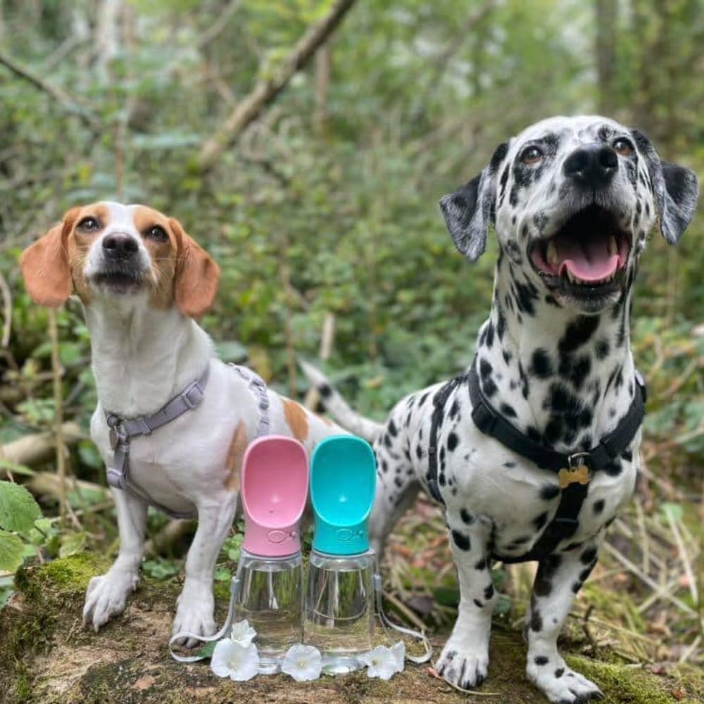 A Beagle and a Dalmatian sitting in the woods next to their Pink and Turquoise Travel Water Bottles