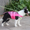 A Border Collie wearing the Mermaid Dog Life Jacket
