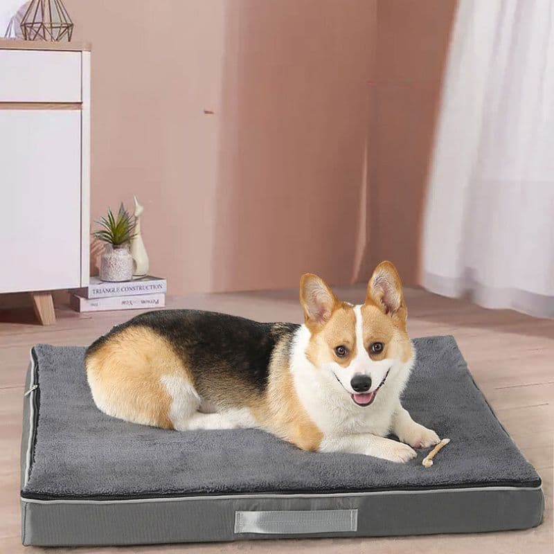 Corgi laying on Charcoal Orthopedic Memory Foam Dog Bed