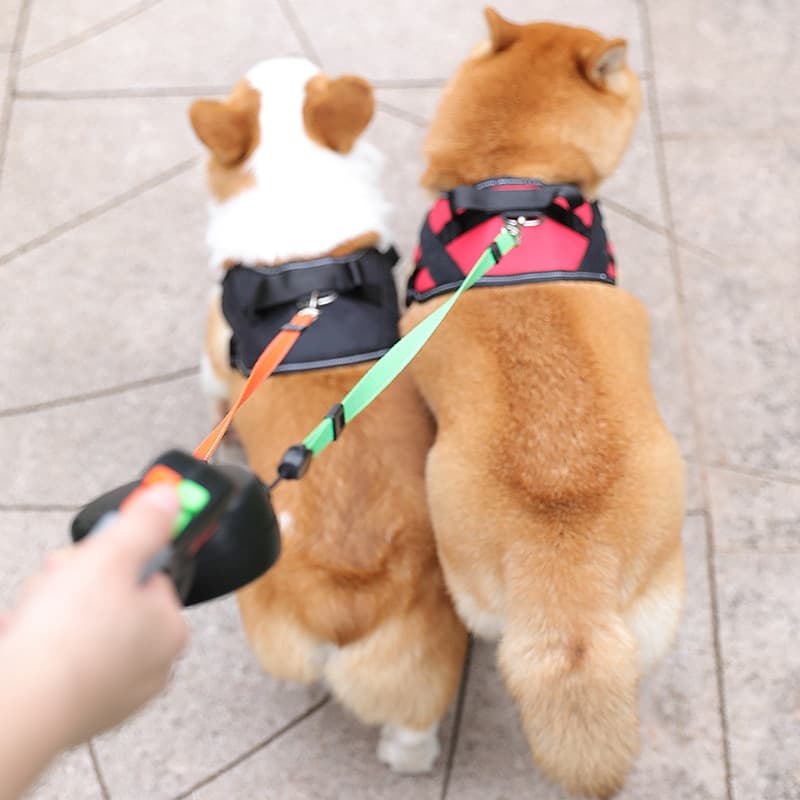 A Corgi and a Shiba Inu walking leashed to the Double Retractable Leash