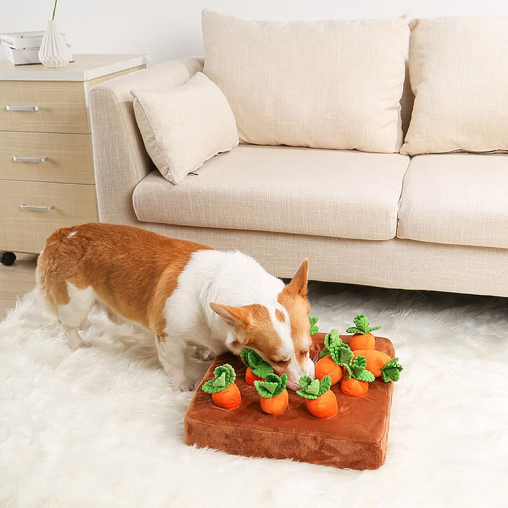 Corgi Sniffing the Carrot Field Snuffle Toy