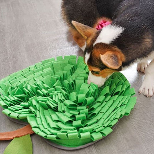 Corgi sniffing a Green Apple Snuffle Mat