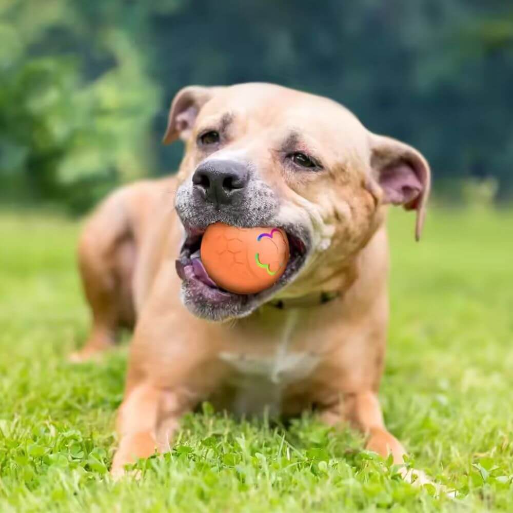 Pitbull playing with Automatic Rolling Ball outside