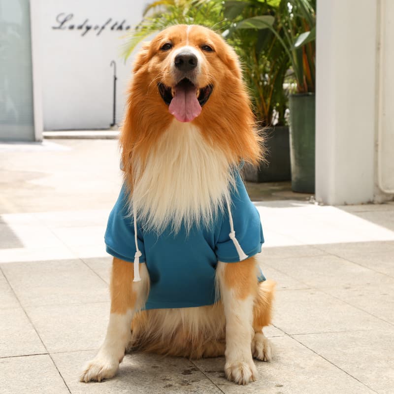 A dog wearing a Blue Extra Warm Fleece Dog Hoodie 