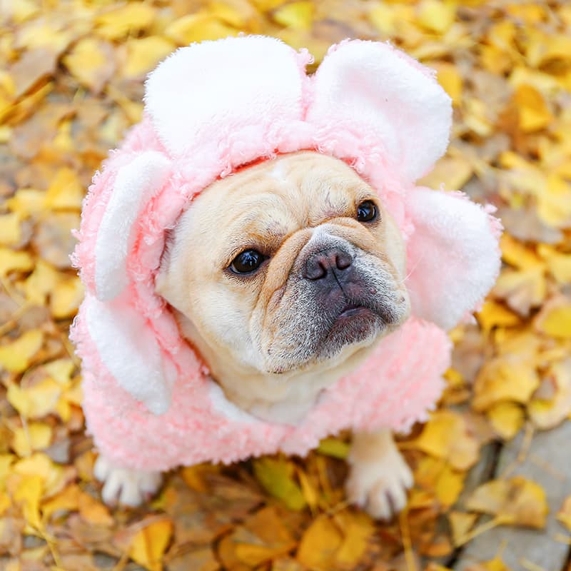 French Bulldog wearing a Pink Flower Dog Hoodie