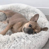 A French Bulldog resting on a light gray Calming Cuddle Bed