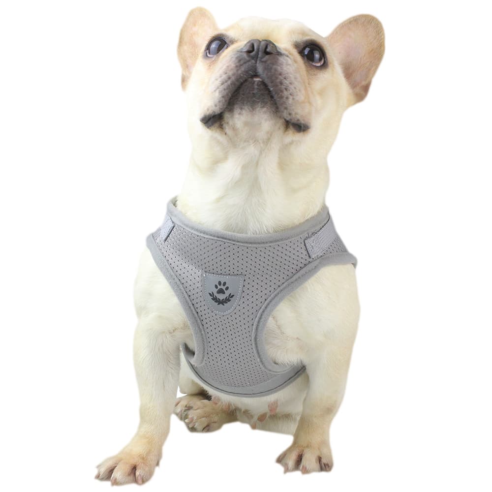 A Frenchie wearing the Gray Reflective Harness