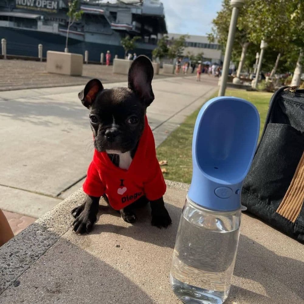 A Frenchie wearing a cute red hoodie sitting next to a Blue Travel Water Bottle