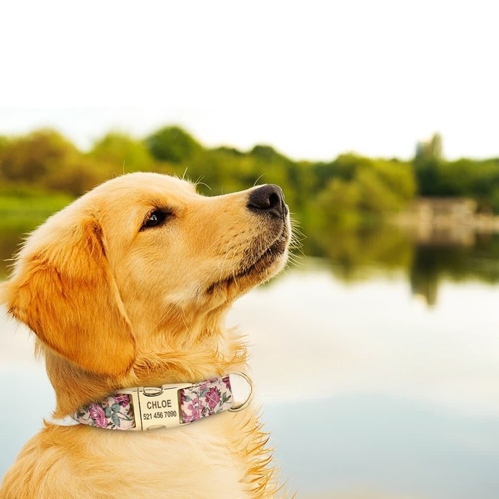 A Golden Retriever wearing a Beige Personalized Floral Collar