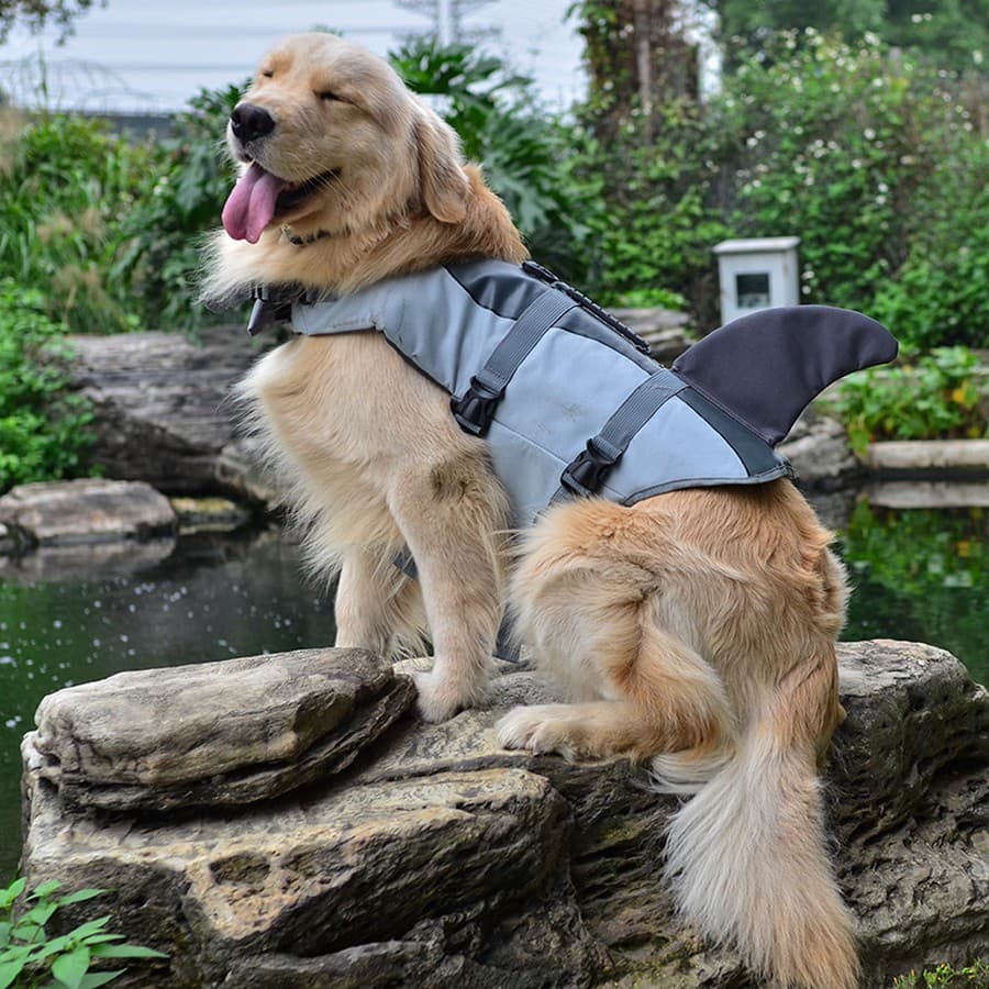 A Golden Retriever sitting wearing the Shark Dog Life Jacket
