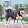 Husky walking wearing the Yellow Harness and Leash