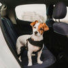 Jack Russell Terrier standing on the back seats of a car using the Black Dog Car Seat Belt