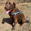 Load image into Gallery viewer, A Labrador Retriever wearing the Lime Green Personalized Reflective Harness