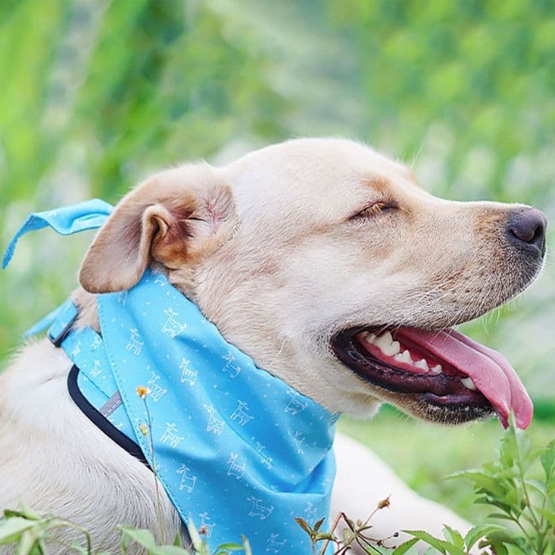 Labrador laying on grass wearing the Blue Bandana and Harness