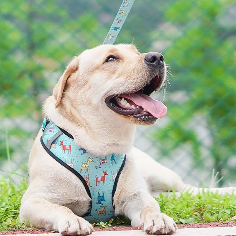 Labrador laying down wearing the Cyan Six Piece Harness Set