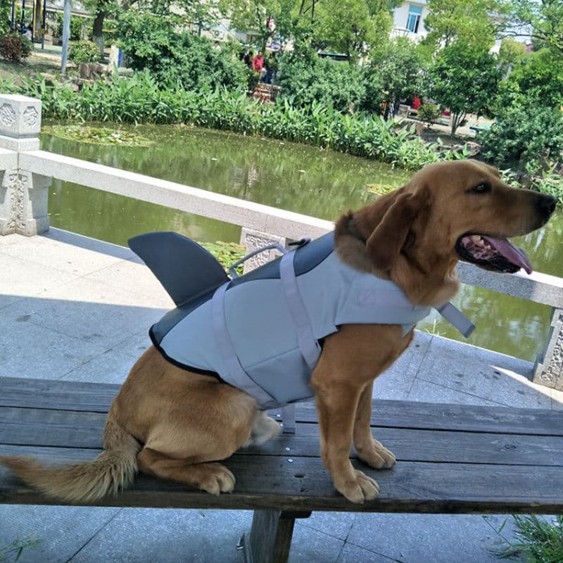 A Labrador sitting on a bench wearing the Shark Dog Life Jacket