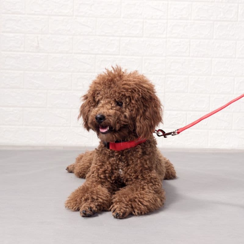 Mini Poodle laying down and wearing the Red LED Dog Colla