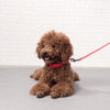Load image into Gallery viewer, Mini Poodle laying down and wearing the Red LED Dog Colla