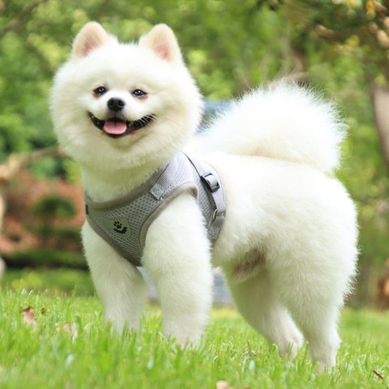 A Pomeranian wearing the Gray Reflective Harness