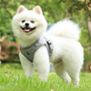 Load image into Gallery viewer, A Pomeranian wearing the Gray Reflective Harness