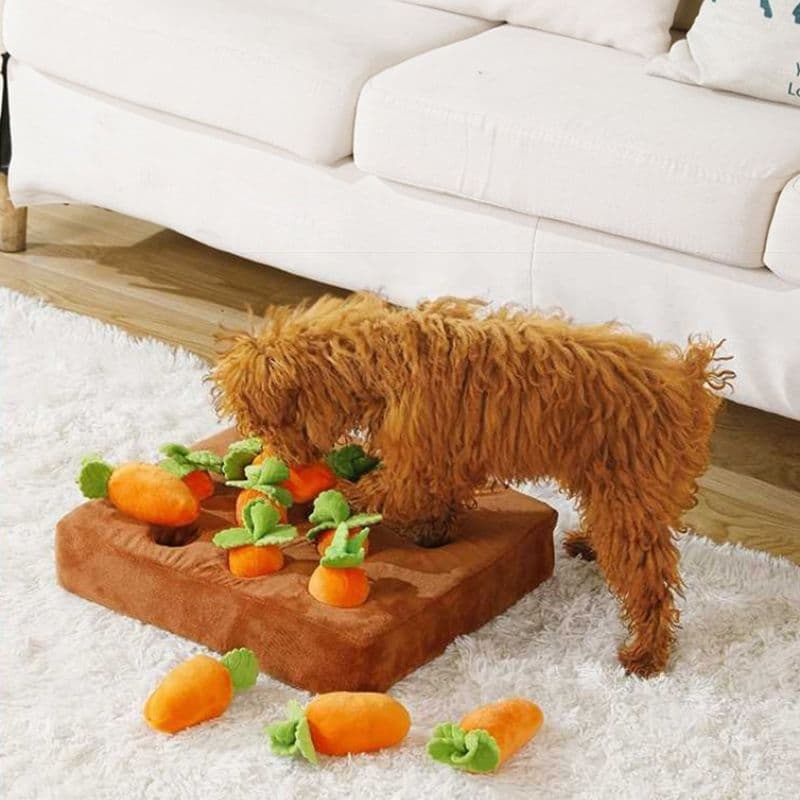 Poodle sniffing the Carrot Field Snuffle Toy
