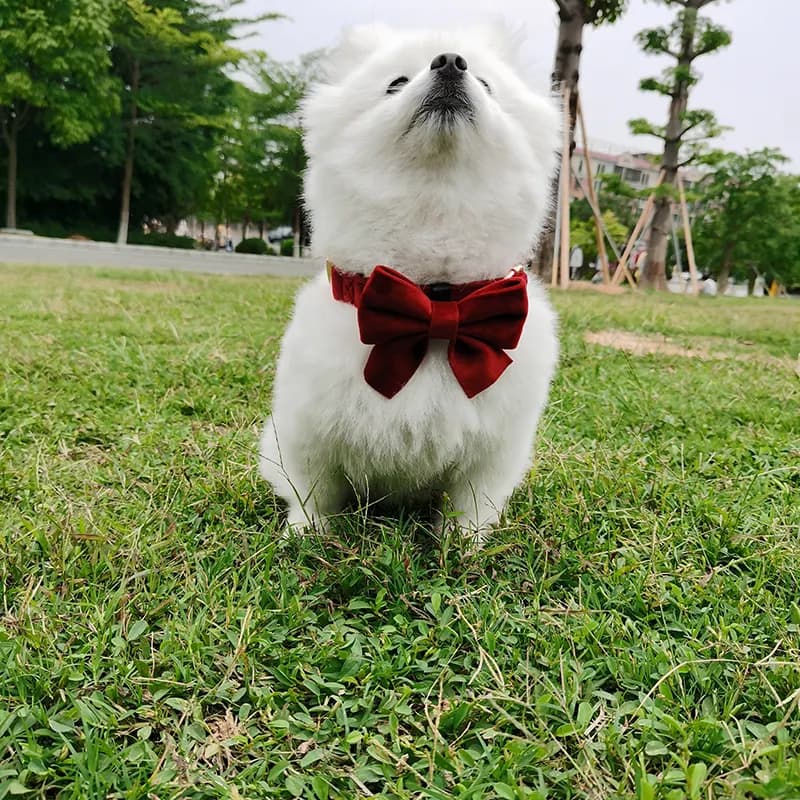A puppy wearing the Red Velvet Collar with the attached Bowtie