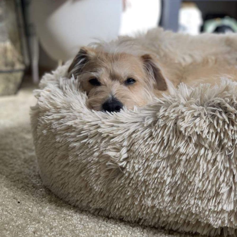 A Terrier resting on a Light Gray Calming Cuddle Bed
