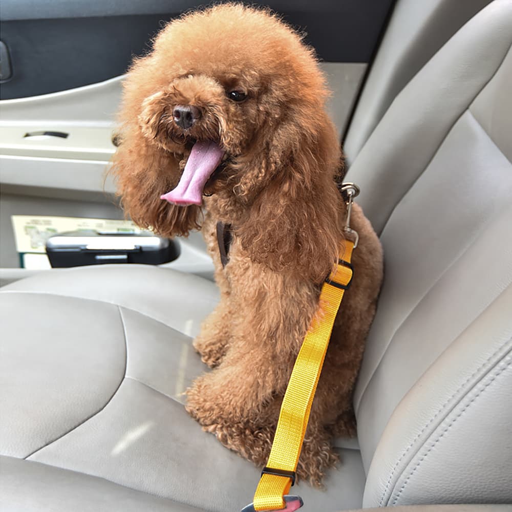 A Toy Poodle sitting on a car seat using the Orange Dog Car Seat Belt