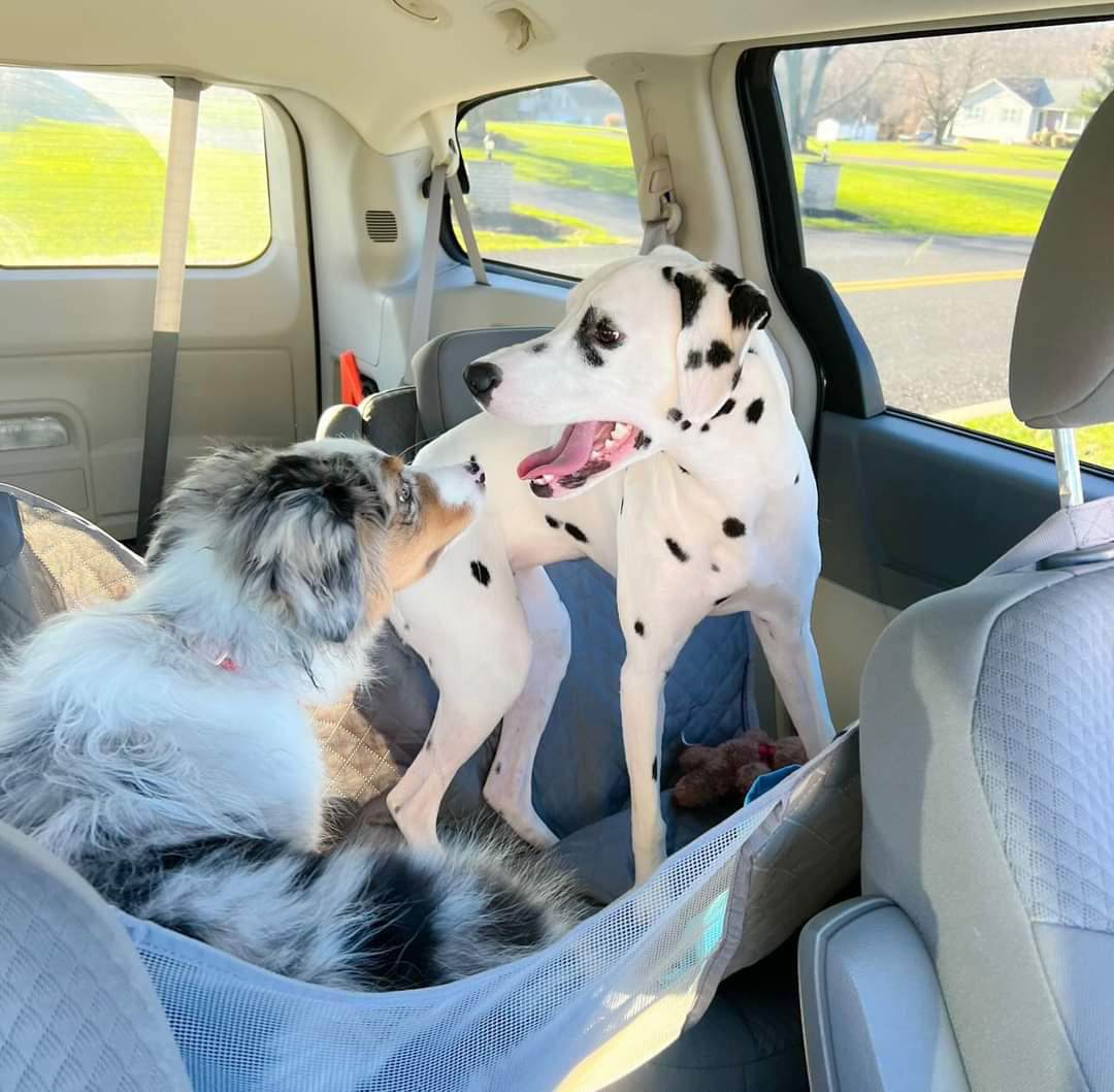 An Australian Shepherd and a Dalmatian standing on back seats of a car fitted with Waterproof Car Seat Cover